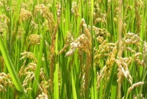 特優(yōu)155水稻品種的特性，每畝秧田播種量25～30千克
