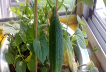 家庭版黃瓜種植技巧，一年四季均可播種