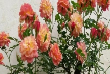 月季花卷葉怎么辦，采取的措施取決于發(fā)生原因