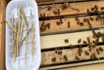 獎勵飼喂方法介紹，目的是刺激蜂王產(chǎn)卵