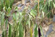 茄子猝倒病的防治方法，種植前用藥劑處理種子和土壤