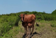 怎么治療牛吃土，一定要加強飼養(yǎng)管理
