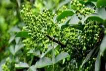花椒播種時(shí)間和方法，春秋季節(jié)均可適期播種