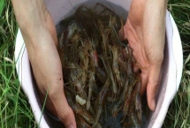 野生的河蝦在家里怎么養(yǎng)，每隔1周更換一次清水
