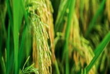 沅粳6水稻種子產(chǎn)量特性，4月中旬播種