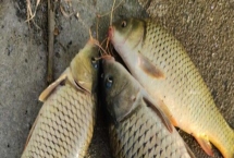 天下鯉釣鯉魚怎樣搭配，隨季節(jié)氣溫來搭配餌料