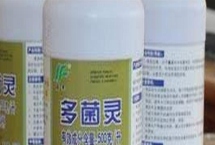 多菌靈可以治黑腐病嗎，多菌靈可以治黑腐病