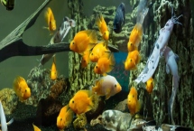 養(yǎng)魚的注意事項(xiàng)，養(yǎng)魚前要先養(yǎng)水