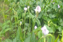 豆角開花期打什么葉面肥，需要打磷酸二氫鉀葉面肥