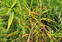 如何預(yù)防生姜葉片發(fā)黃，種植期間要及時澆水施肥、揭除地膜
