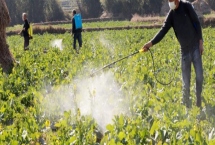 生物農(nóng)藥的簡介，是指利用生物活體或代謝產(chǎn)物去殺滅、抑制有害生物的制劑