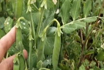 豌豆的高產(chǎn)種植技術(shù)，一般采用穴播或者條播的方式