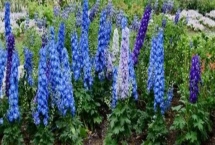 飛燕草的花語，寓意正義、自由、輕盈等