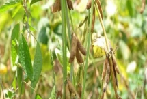 黑豆的生長要求，對土壤要求不高但需要較多水分