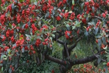 火棘樹盆栽多久澆一次水，出苗后早晚各一次