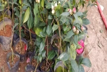 茶花苗的價(jià)格，不同品種的價(jià)格不同