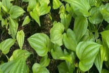 百部種植一畝投資多少，附收益計(jì)算