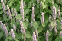 藿香什么時候開花，每年6-9月開花