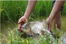 稻花魚的產(chǎn)地，主產(chǎn)于湖南、廣西、云南等省份