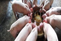 發(fā)酵飼料養(yǎng)豬的優(yōu)點(diǎn)，能促進(jìn)消化又能防治疾病
