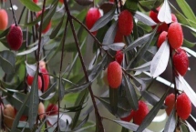 江蘇常州的特產(chǎn)，王莊西瓜是傳統(tǒng)農(nóng)產(chǎn)品