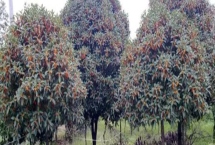 丹桂樹的價(jià)格，規(guī)格不同價(jià)格也會(huì)出現(xiàn)起伏