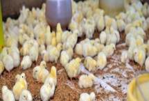 小雞的養(yǎng)殖技術(shù)，飼養(yǎng)密度要控制好