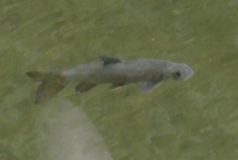 雅魚的價格，一斤50-70元