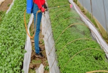 大棚蔬菜噴肥的方法，一般以開花時噴施為宜