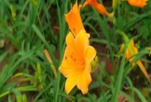 忘憂草的花語，寓意偉大的母愛、遺忘的愛等
