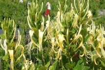 金銀花的種植條件，對土壤要求不嚴(yán)