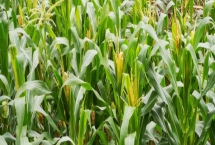 玉米什么時候開花，因播種時間不同而不同
