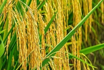 泰豐優(yōu)208水稻品種的特性，秧田播種量每畝10-15公斤