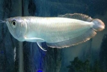 銀龍魚的喂食方法，每次可以喂到7-8成飽