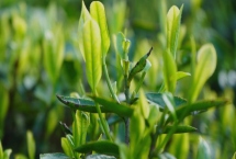 龍井茶的產(chǎn)地，西湖龍井可分為五大核心產(chǎn)區(qū)