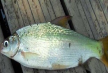 釣黃尾魚的適宜時(shí)間，早上和下午更適合作釣