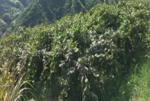 種植獼猴桃的海拔，通常以200-800米為宜