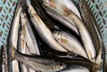 柳根魚的價格，實際售價因地區(qū)而異