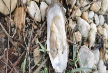 北海生蠔產(chǎn)于哪里，屬于廣西北海市的特產(chǎn)
