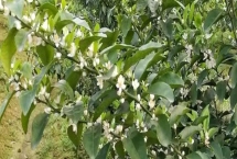 柑橘花期能施尿素嗎，柑橘在花期可以施尿素