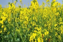 油菜高產(chǎn)栽培技術(shù)，長江流域的播期最遲不超過10月中旬
