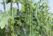 豆類蔬菜怎么進(jìn)行水肥管理，花期要避免田間出現(xiàn)積水