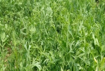 防風種植時間，北方在4-5月，南方可在3月底播種