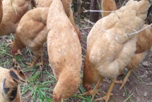 土雞的散養(yǎng)要點(diǎn)，一定要選擇好一點(diǎn)的雞苗