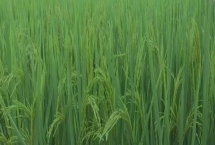 長粳1號(hào)水稻種簡介，普通粳稻品種