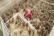 養(yǎng)殖鵪鶉為什么會賠錢，其死亡率高且競爭力大