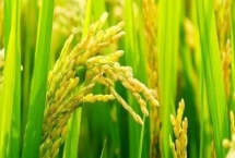 隆兩優(yōu)1353水稻種子特征介紹，每畝有效穗數(shù)16.2萬(wàn)穗
