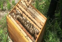 拆分蜂群的方法，可直接將原蜂箱中的部分蜂脾、蜜脾放入新蜂箱中