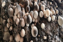 草菇的價格，野生和人工栽培的價格不同