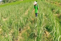 對(duì)甘蔗使用除草劑的誤區(qū)，不能盲目用藥、大風(fēng)大雨天氣不能用藥